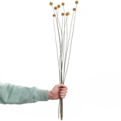 Butlers FLOWER MARKET Trockenblumen Craspedia- Kunstpflanzen|Trockenblumen